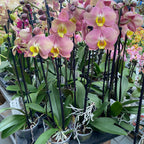 Phalaenopsis 'Limited 04' Labio Amarillo