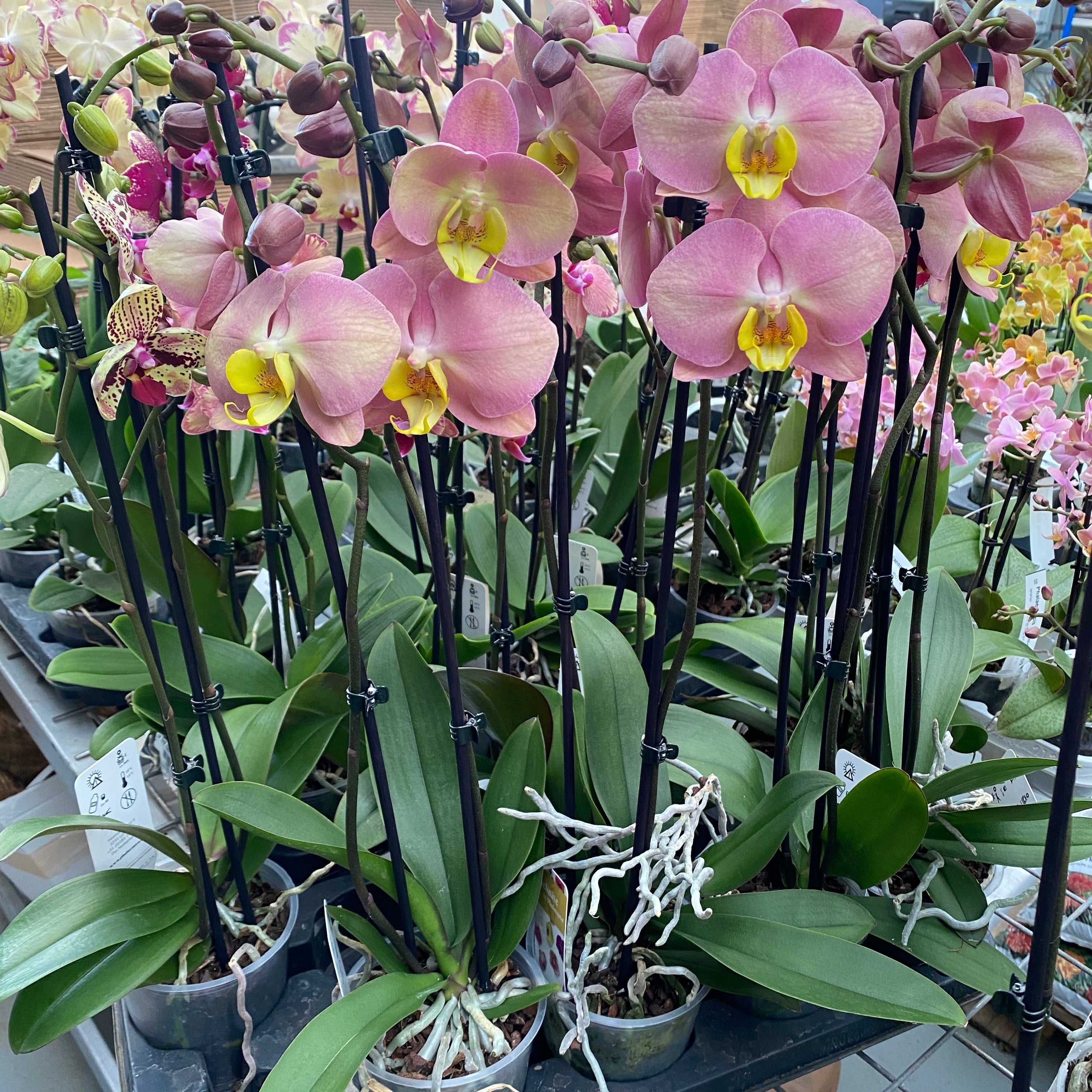 Phalaenopsis 'Limited 04’ Žlutý okraj