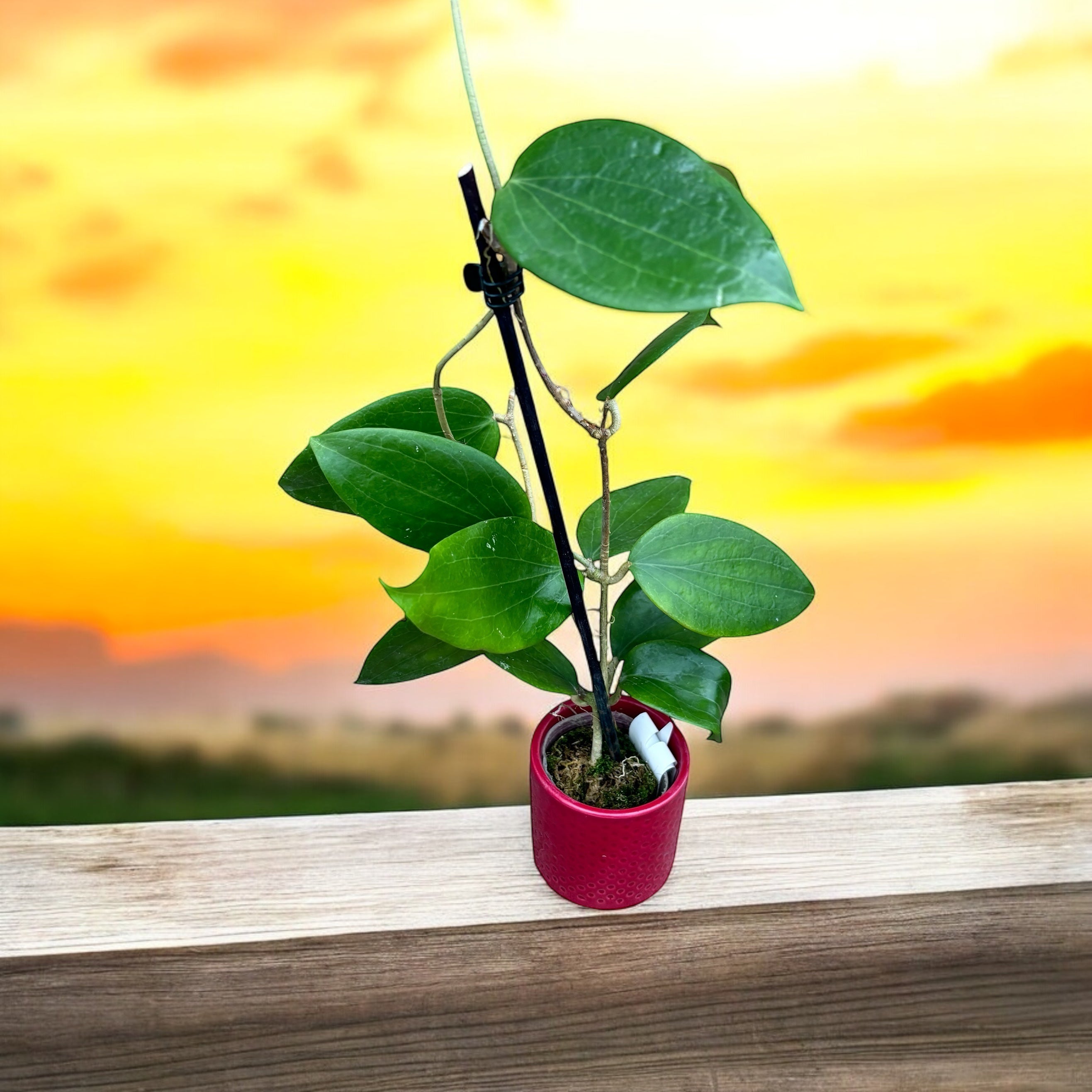 Hoya aldrichii - flori parfumate