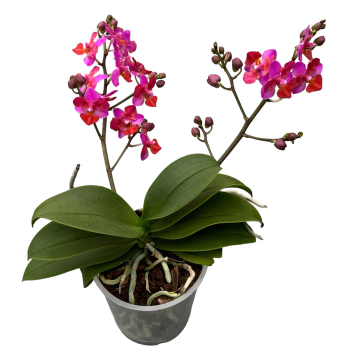 Phalaenopsis Liu's Triprince 'Pink' parfumata si pelorica (Butterfly)