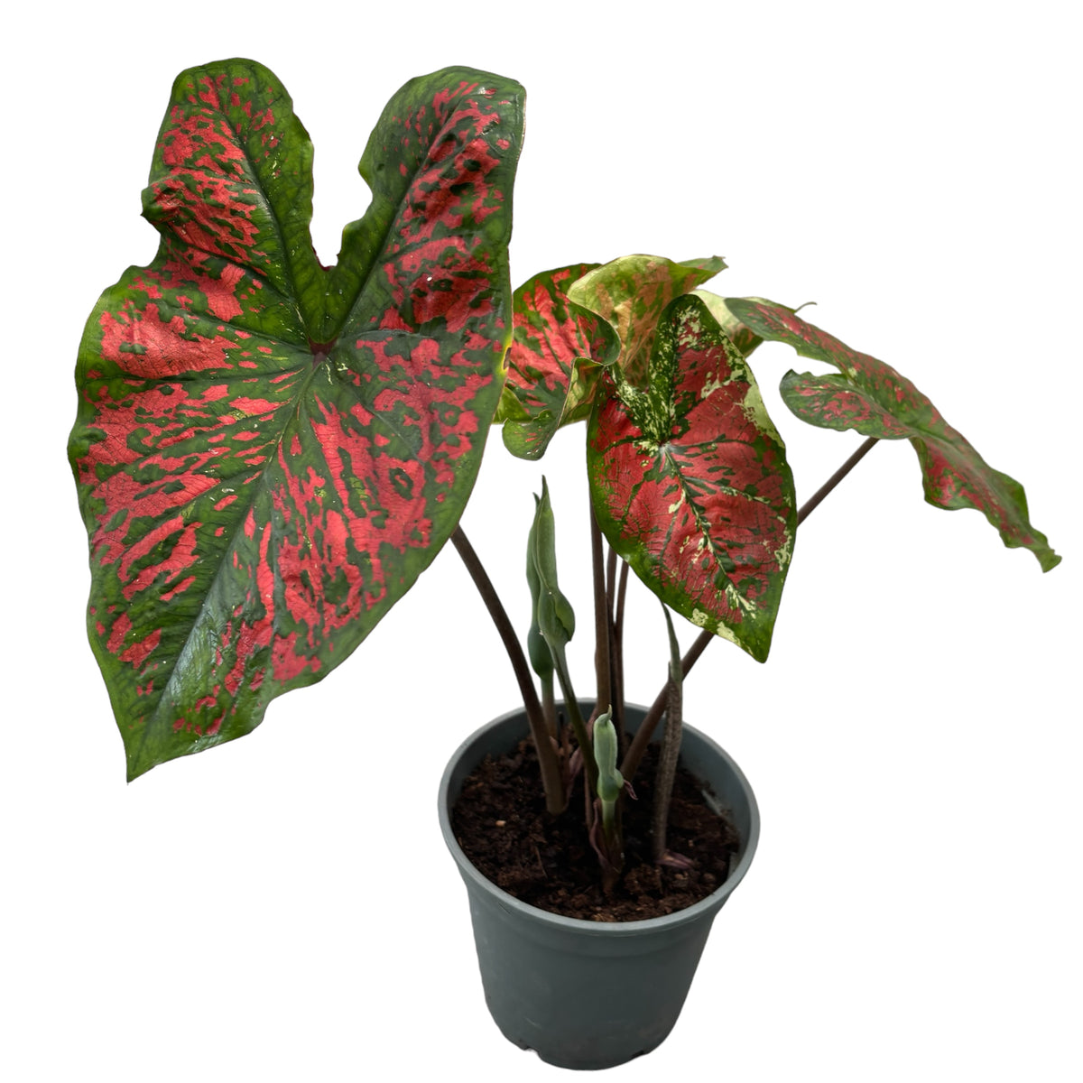 Caladium Heart to Heart 'Mesmerized' – Secret Garden Plant Shop