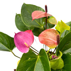 Anthurium ‘Baby Purple’ – kompakte Eleganz in intensiven Violetttönen