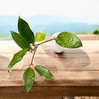 Hoya cinnamomifolia var. purpureofusca (Hoya purpureofusca) - flori parfumate