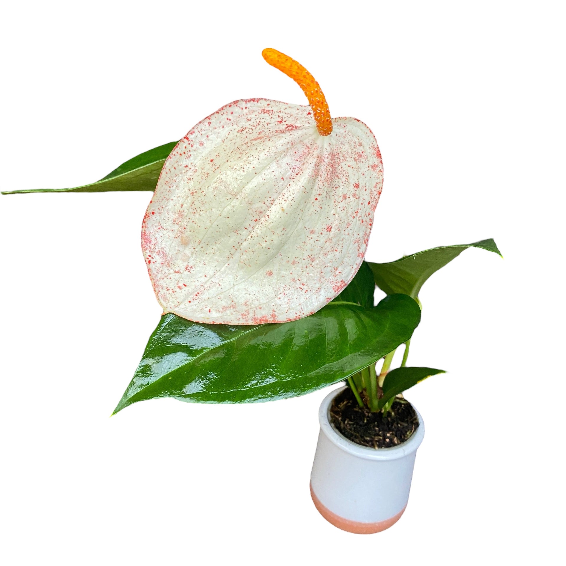 anthurium scherzerianum kaufen Anthurium Scherzerianum Kelly – Secret Garden Plant Shop