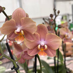Phalaenopsis Brownion