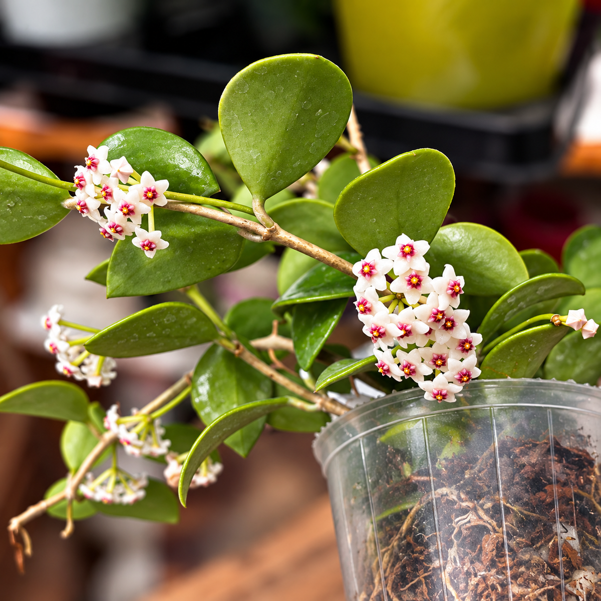 Hoya nummularioides (illatos virágok) - kifejlett példányok