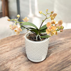 Phalaenopsis Scention * dišeče pelorične rože 3lips