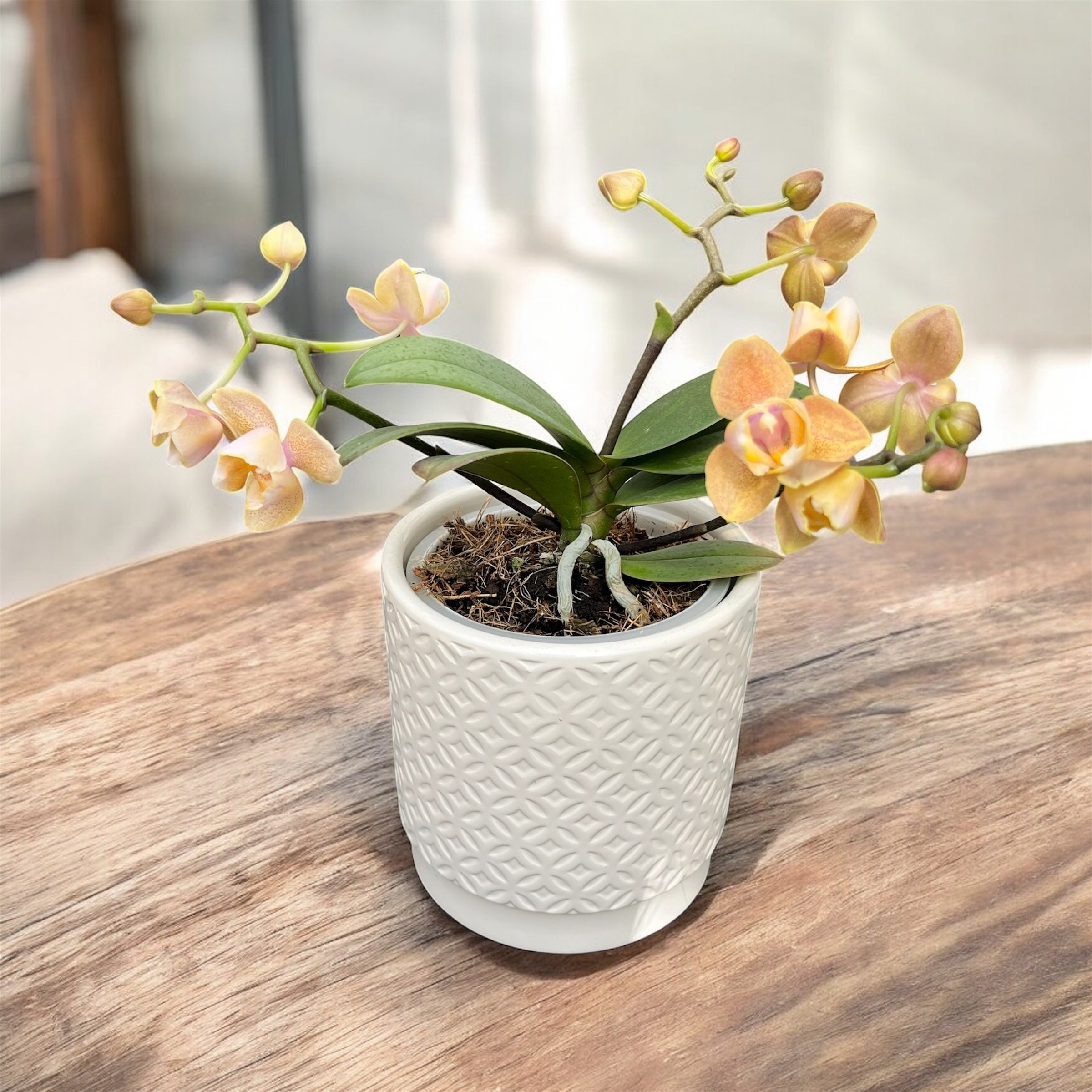 Phalaenopsis Scention * dišeče pelorične rože 3lips
