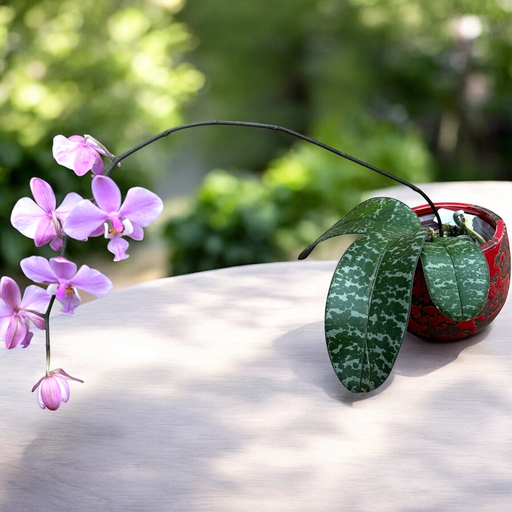 Phalaenopsis schilleriana - fiori profumati