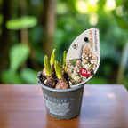 Muscari armeniacum 'Lady Madonna' (Grape Hyacinth) - flori duble!