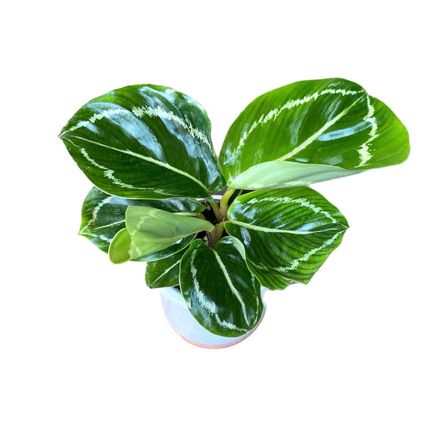 Calathea roseopicta grün (Babypflanze)