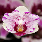 Phalaenopsis Miki Pink Angel