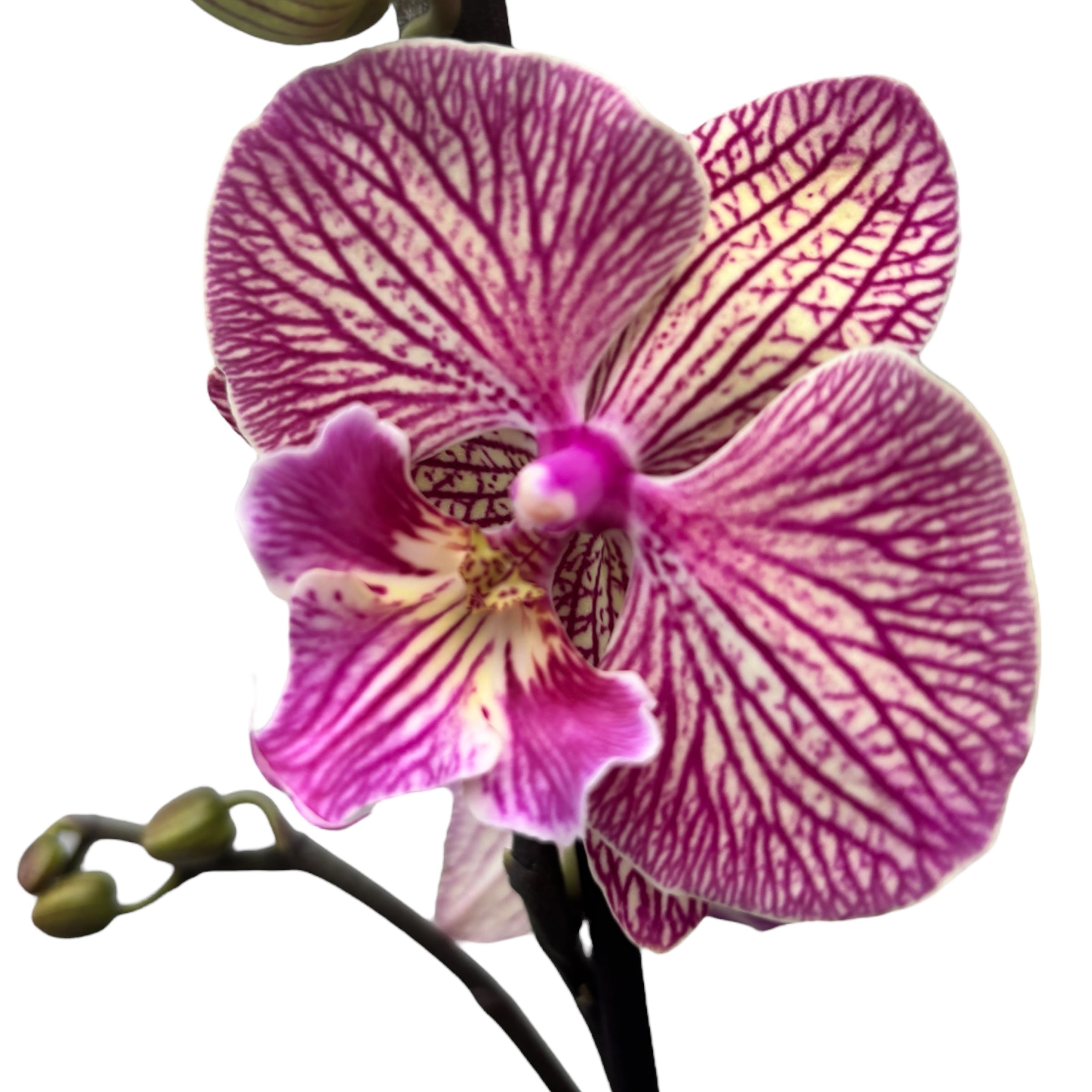 ブリトー Phalaenopsis 'Limited #77' big lip – Secret Garden Plant Shop