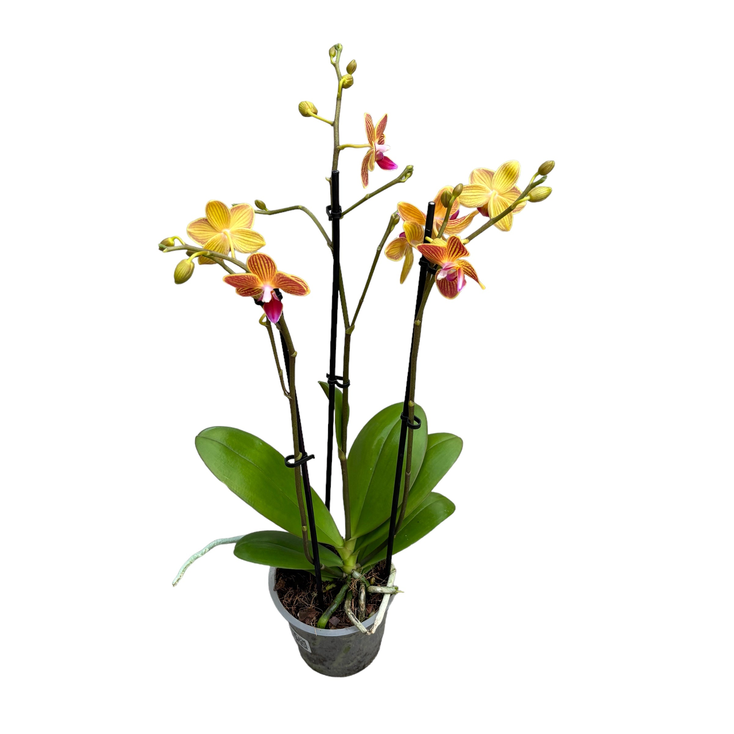 Phalaenopsis Chingruey's Goldstaff 'Fortune' - fragrant