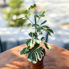 Schefflera arboricola 'Charlotte' (Arborele umbrela)