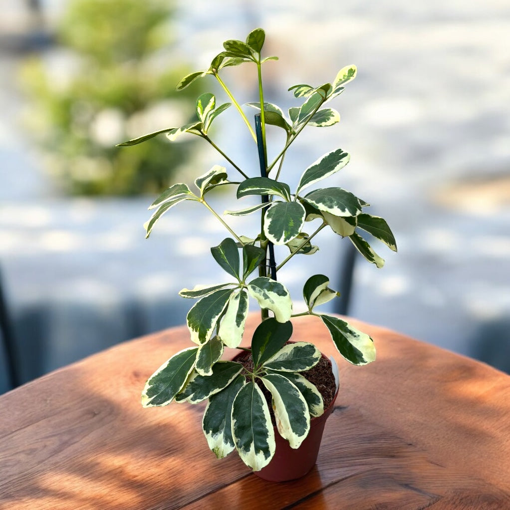 Schefflera arboricola 'Charlotte' (Arborele umbrela)