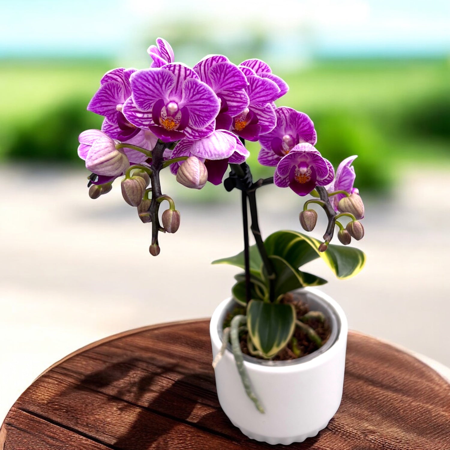 Phalaenopsis Sogo Vivien (frunze variegate)