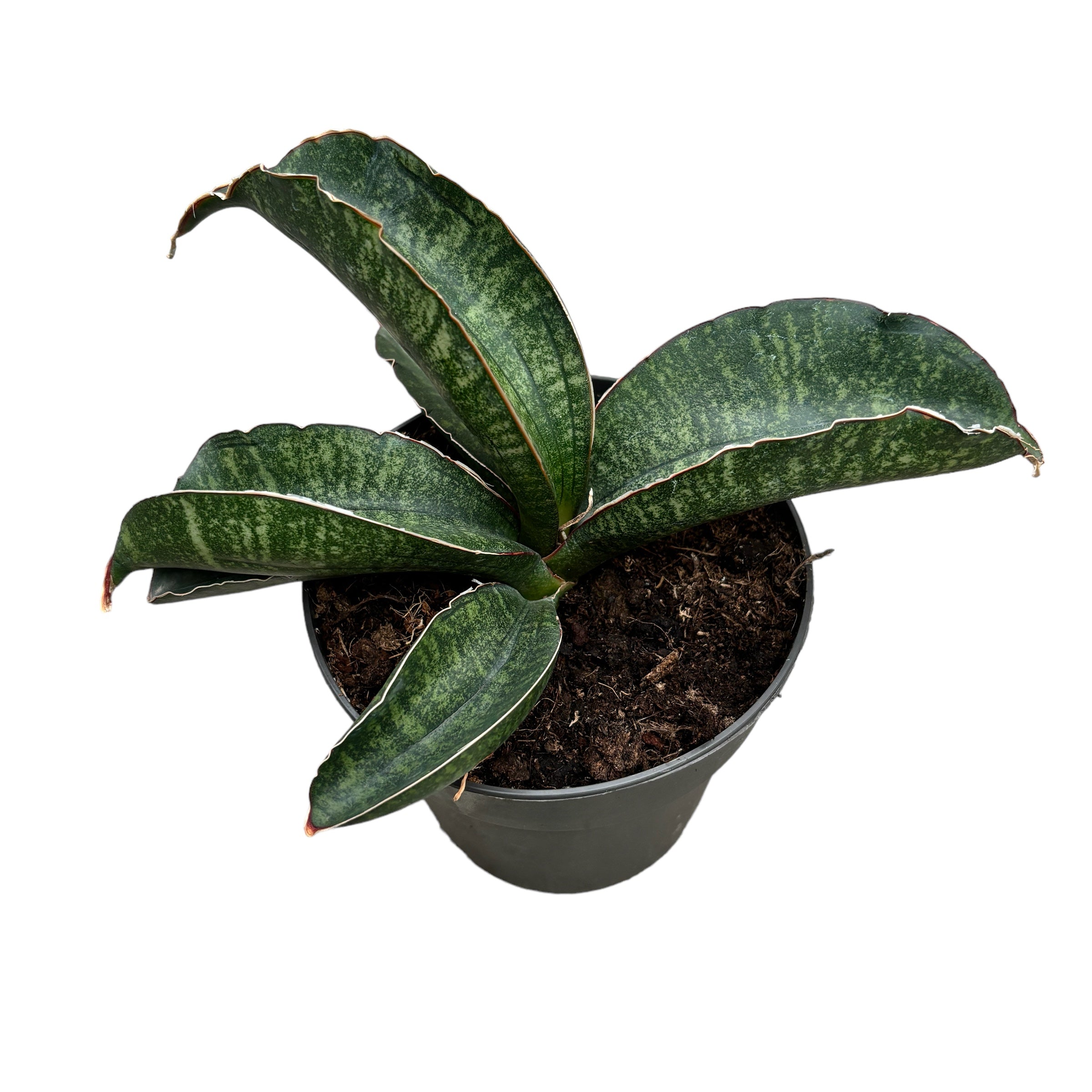 Sansevieria Tabby Green