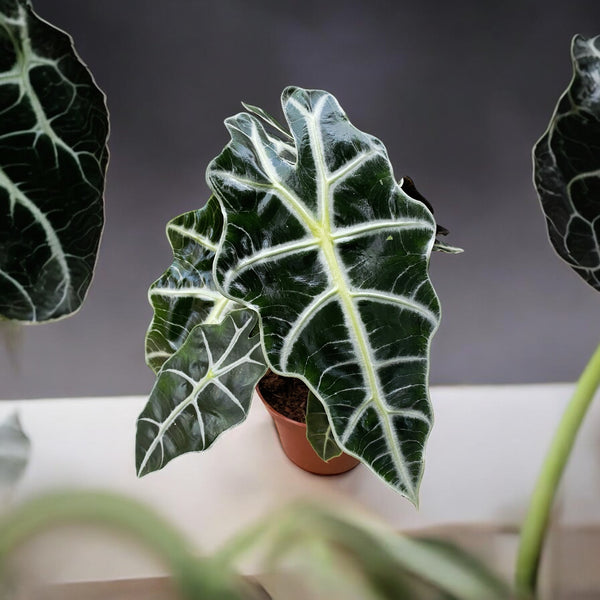 Alocasia Polly (Elefantenohr)