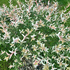 Salix integra 'Hakuro Nishiki' ('Flamingo') - salcie cu frunze variegate