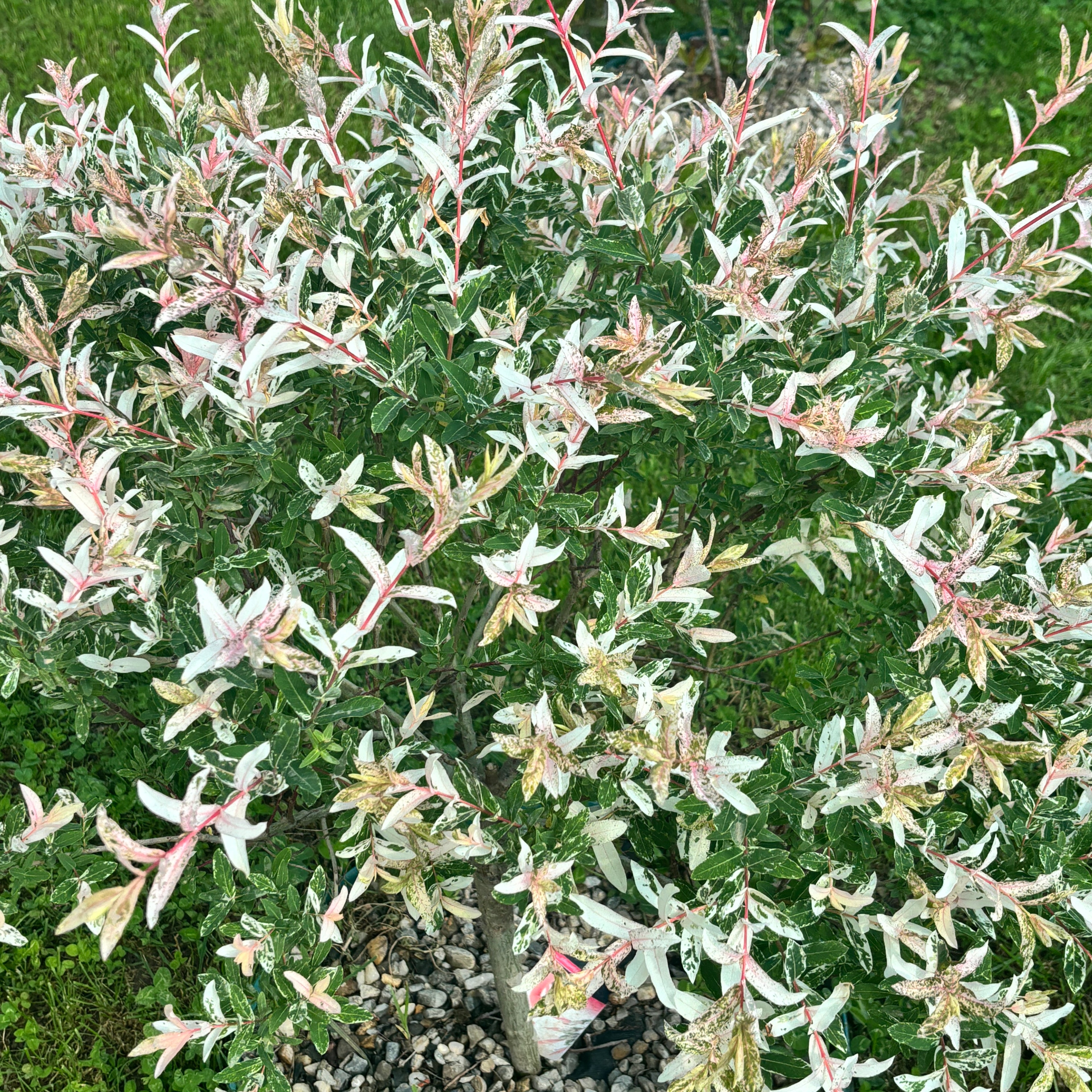Salix integra 'Hakuro Nishiki' ('Flamingo') - salcie cu frunze variegate