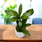 Hoya hainanensis (laji DaNang Vietnam) - tuoksuvat kukat