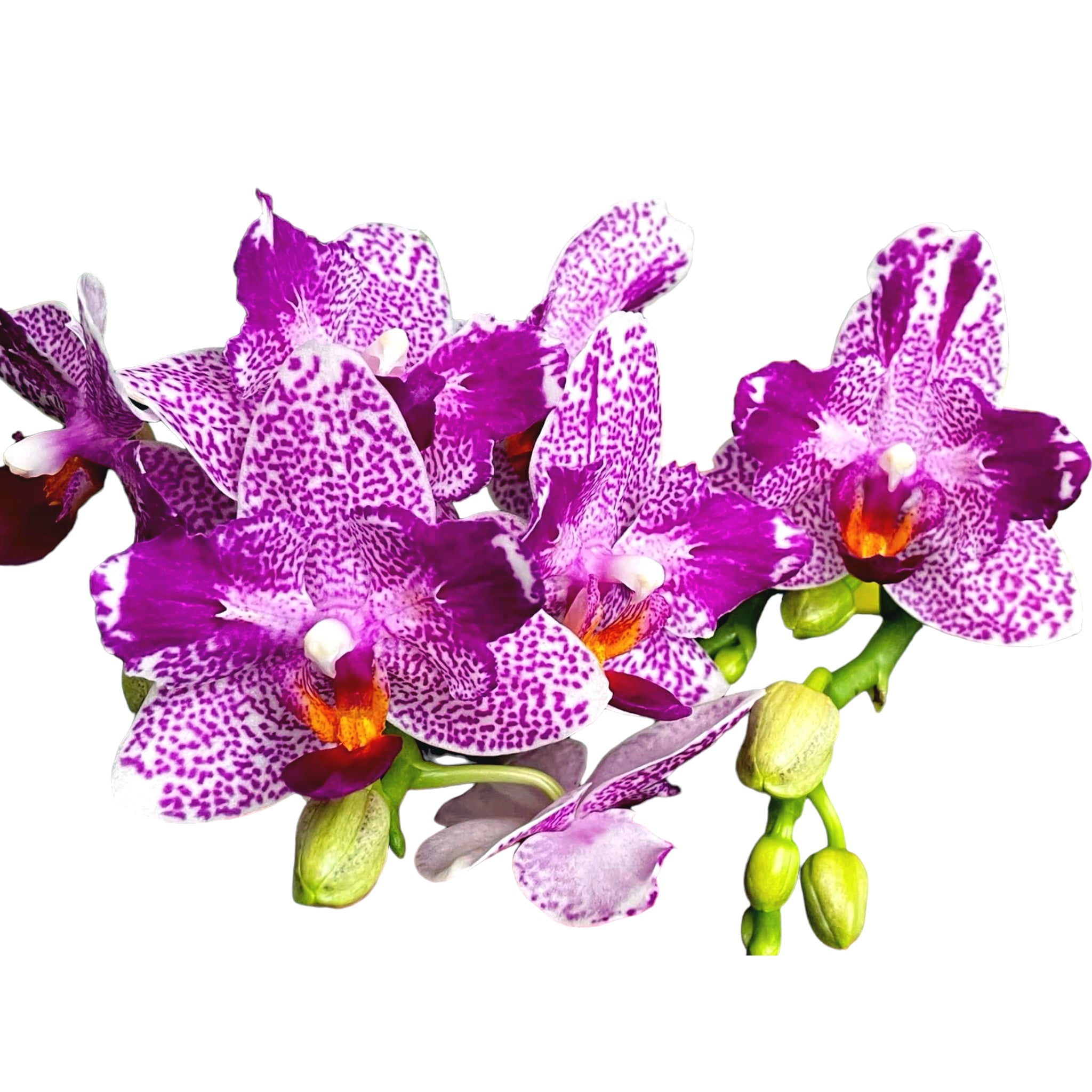 Phalaenopsis Hualien Pink Galaxy '272' (pelorinen) - tuoksuvat kukat