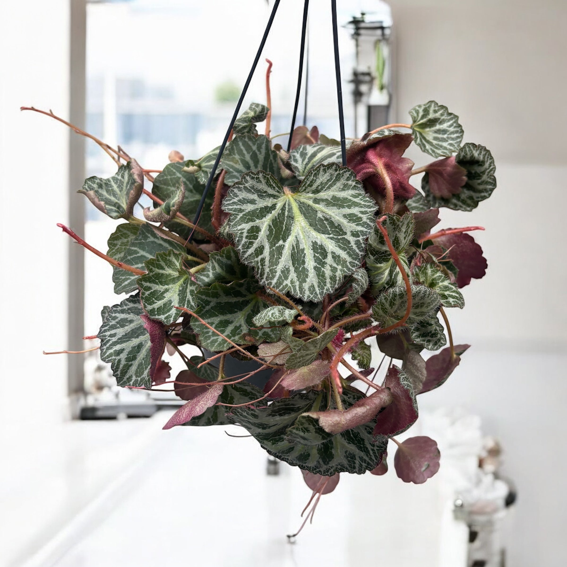 Saxifraga stolonifera (Barba jidanului) - exemplare XL