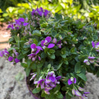Polygala myrtifolia - poligala