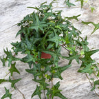 Hedera helix 'Très Coupé' - iedera cu frunze dantelate