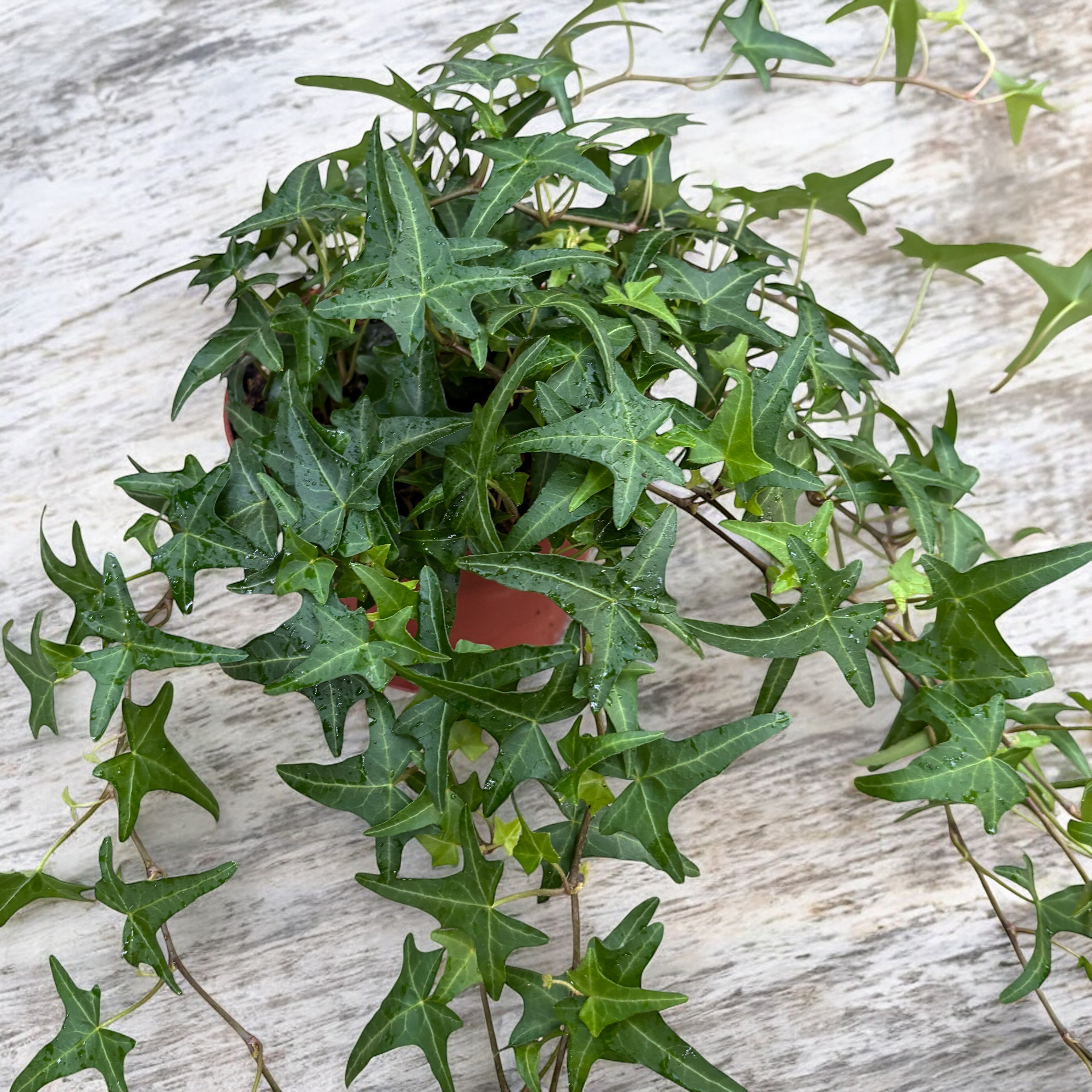 Hedera helix 'Très Coupé' - iedera cu frunze dantelate