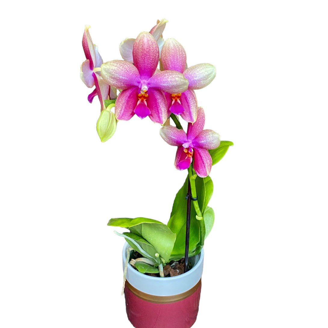 Phalaenopsis Sweet Memory Liodoro - flori intens parfumate