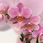 Phalaenopsis Treviso (2 plante/ghiveci)