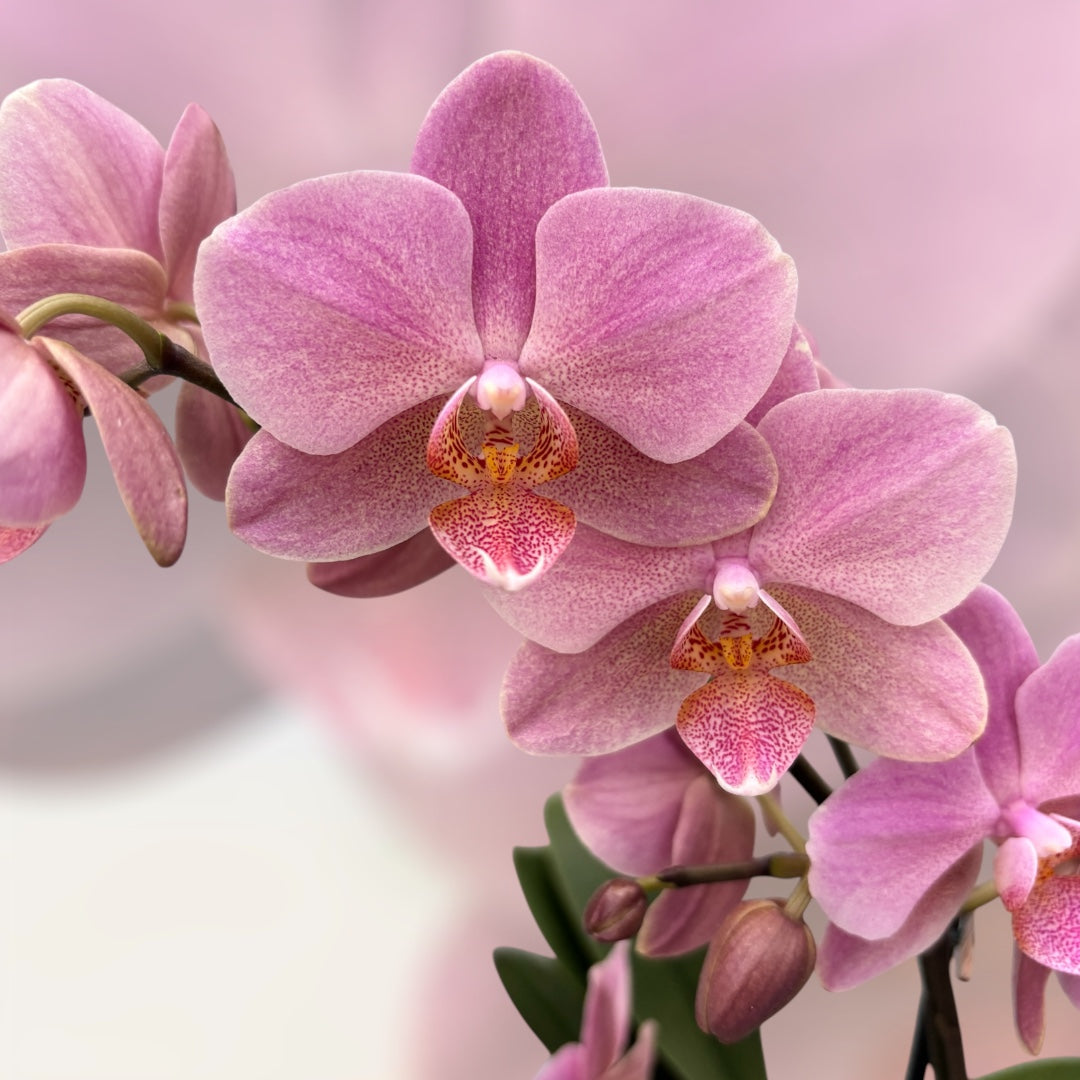 Phalaenopsis Treviso (2 Pflanzen/Topf)