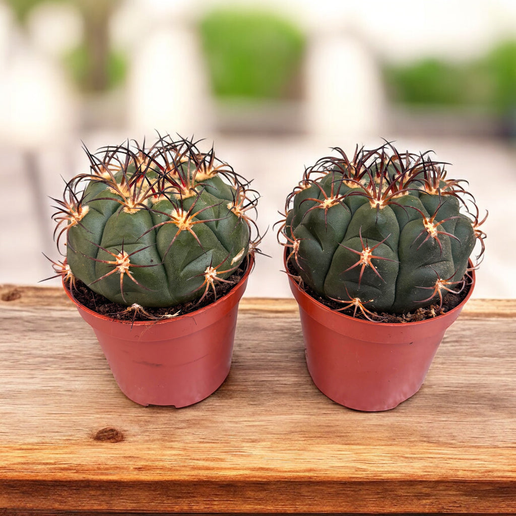 Gymnocalycium saglionis
