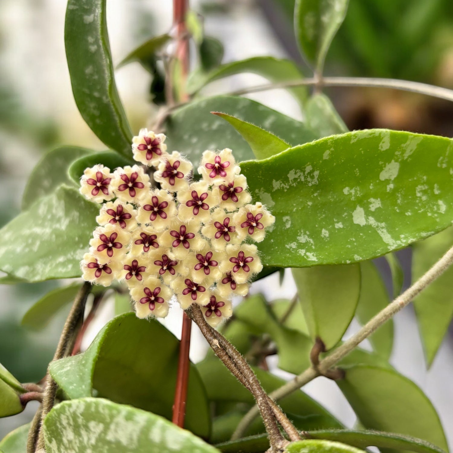 Hoya phuwuaensis - exemplare XL!