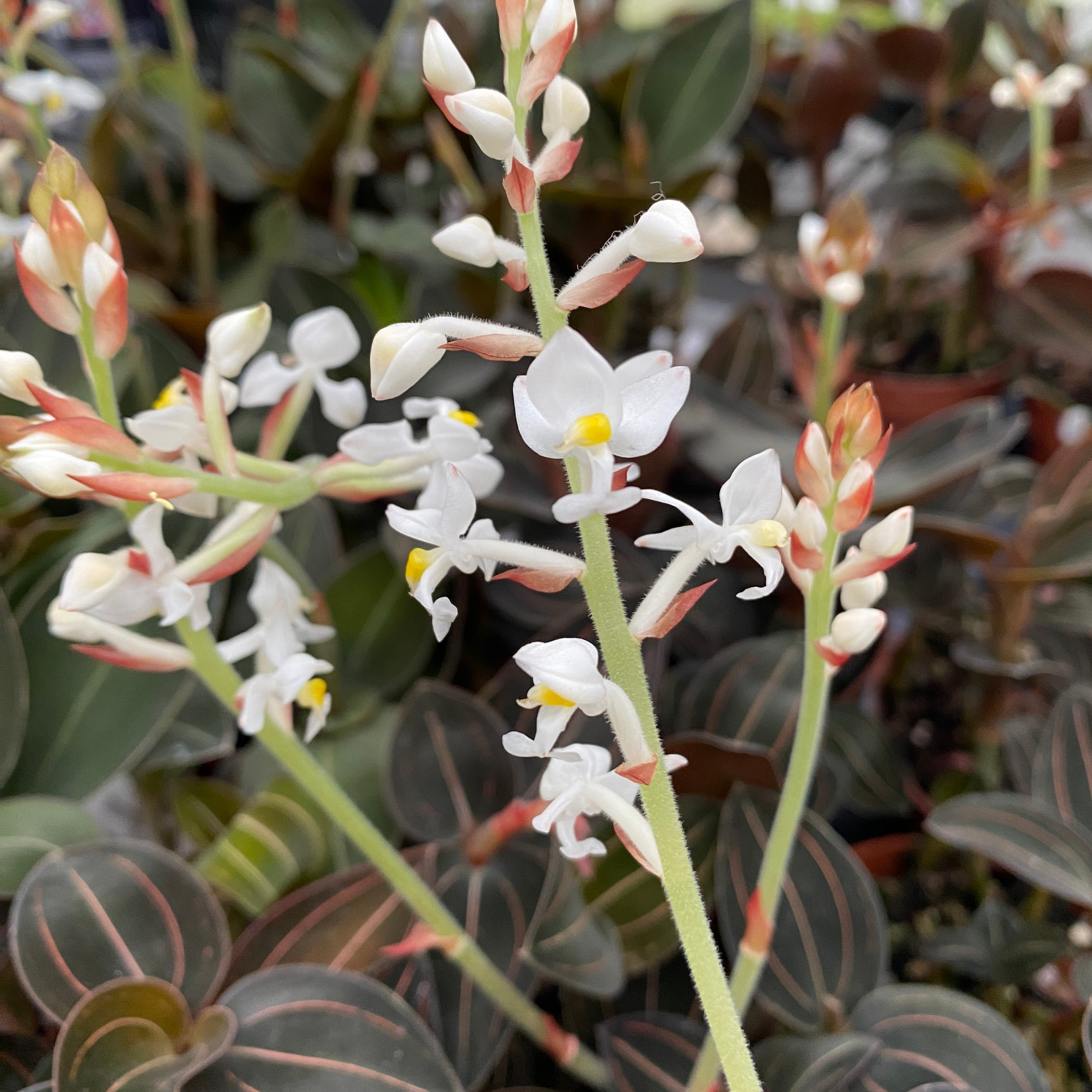 Ludisia discolor 'Red Velvet' (orchidea gioiello)