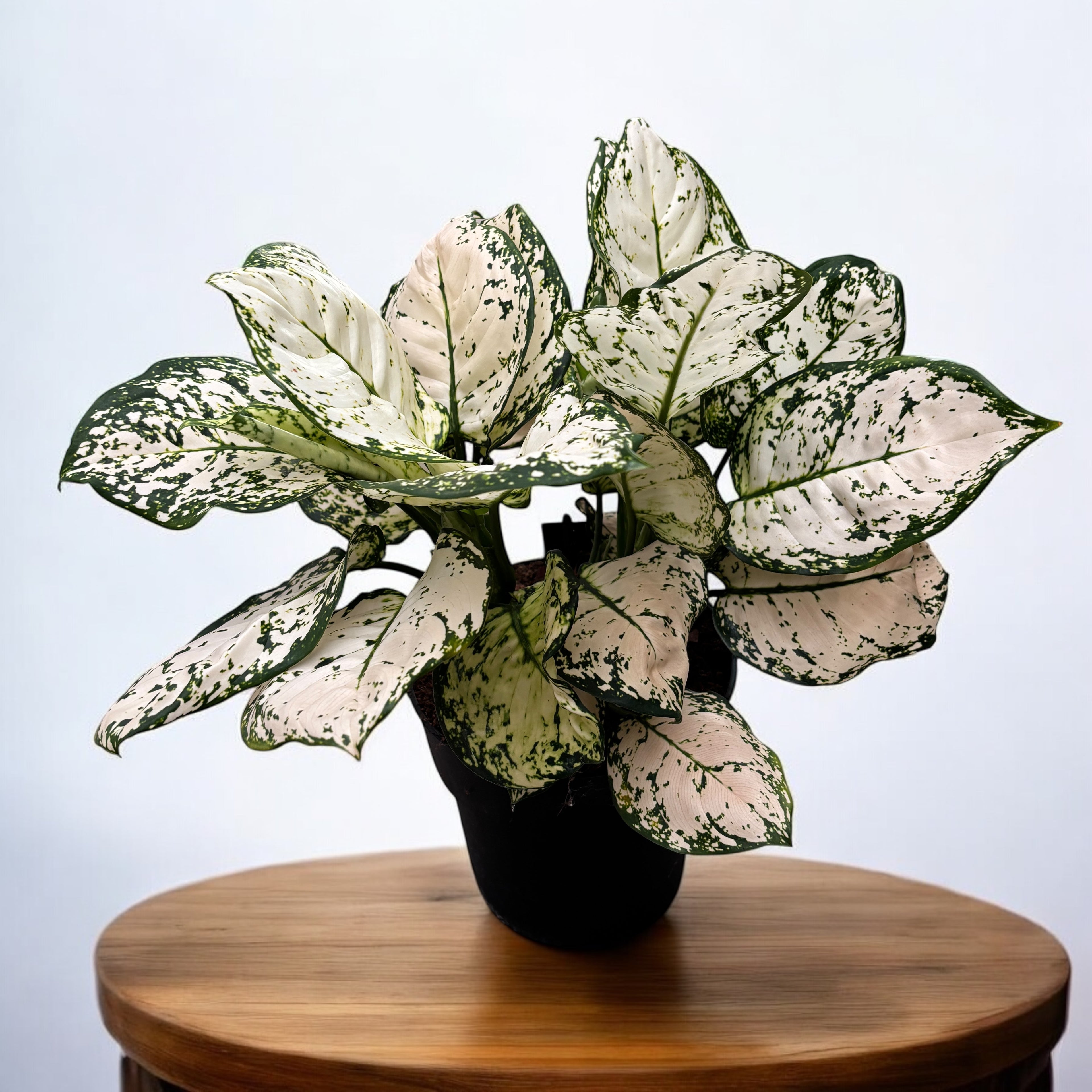 Aglaonema Snow White - exemplare XL
