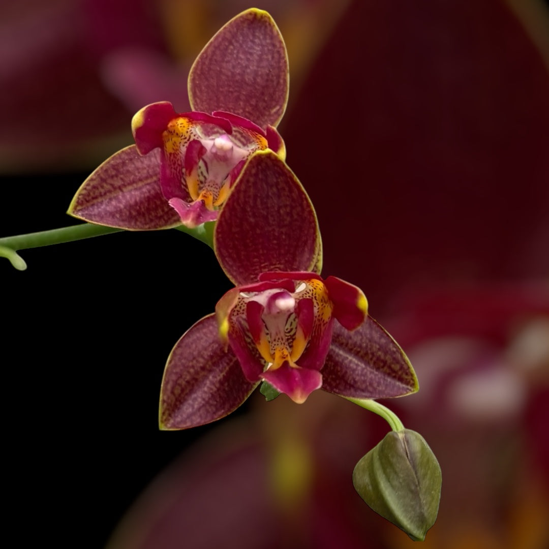 Phalaenopsis Sogo Red Star (pelorica) - fiori profumati