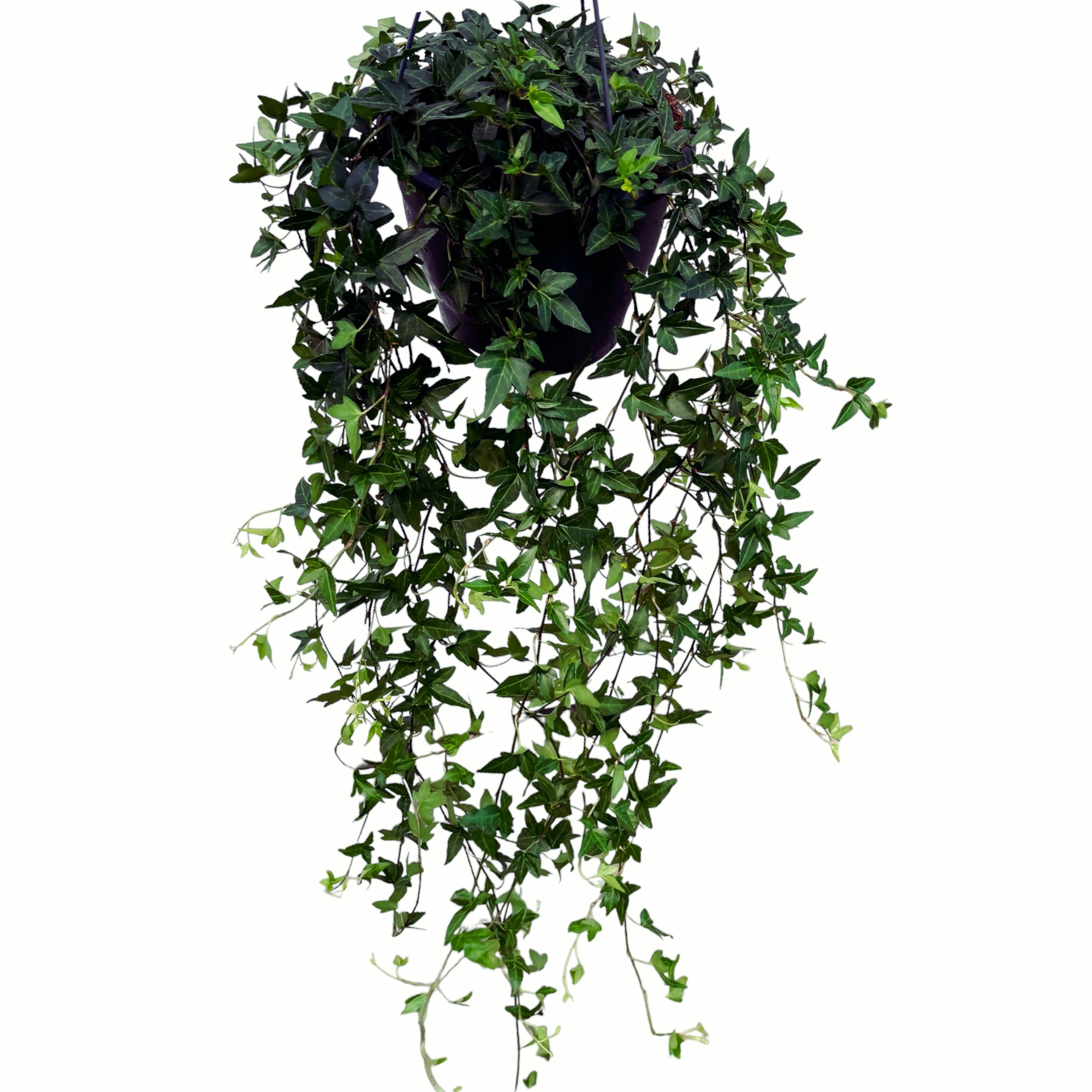 Iedera - Hedera helix 'Shamrock' (exemplare XL)