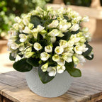 Saintpaulia ‘White Trumpet’ - violete speciale