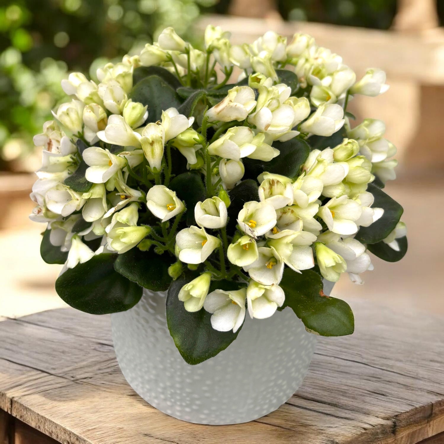 Saintpaulia ‘White Trumpet’ - violete speciale
