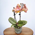 Phalaenopsis Aromio Powdery (Aromio Honey) - flori intens parfumate D7 - miniatura