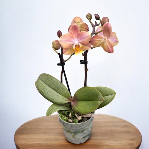 Phalaenopsis Aromio Powdery (Aromio Honey) - intenzíven illatos virágok D7 - miniatűr