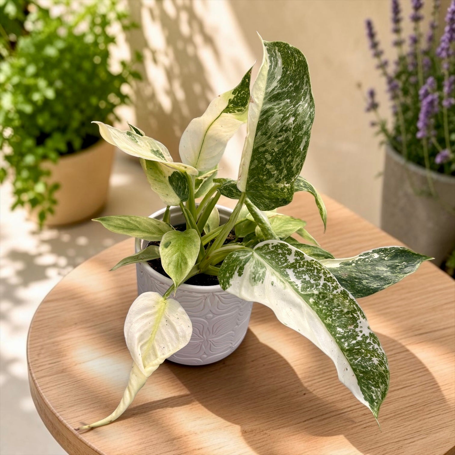 Philodendron Jose Buono (strong variegation)