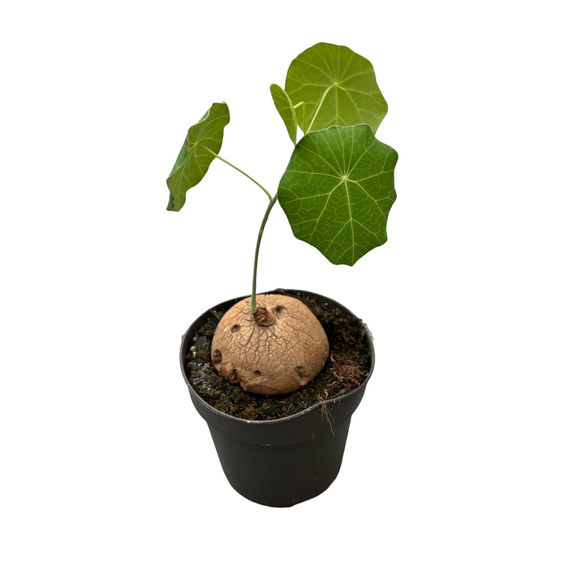 Stephania erecta (Stephania pierrei) – Secret Garden Plant Shop