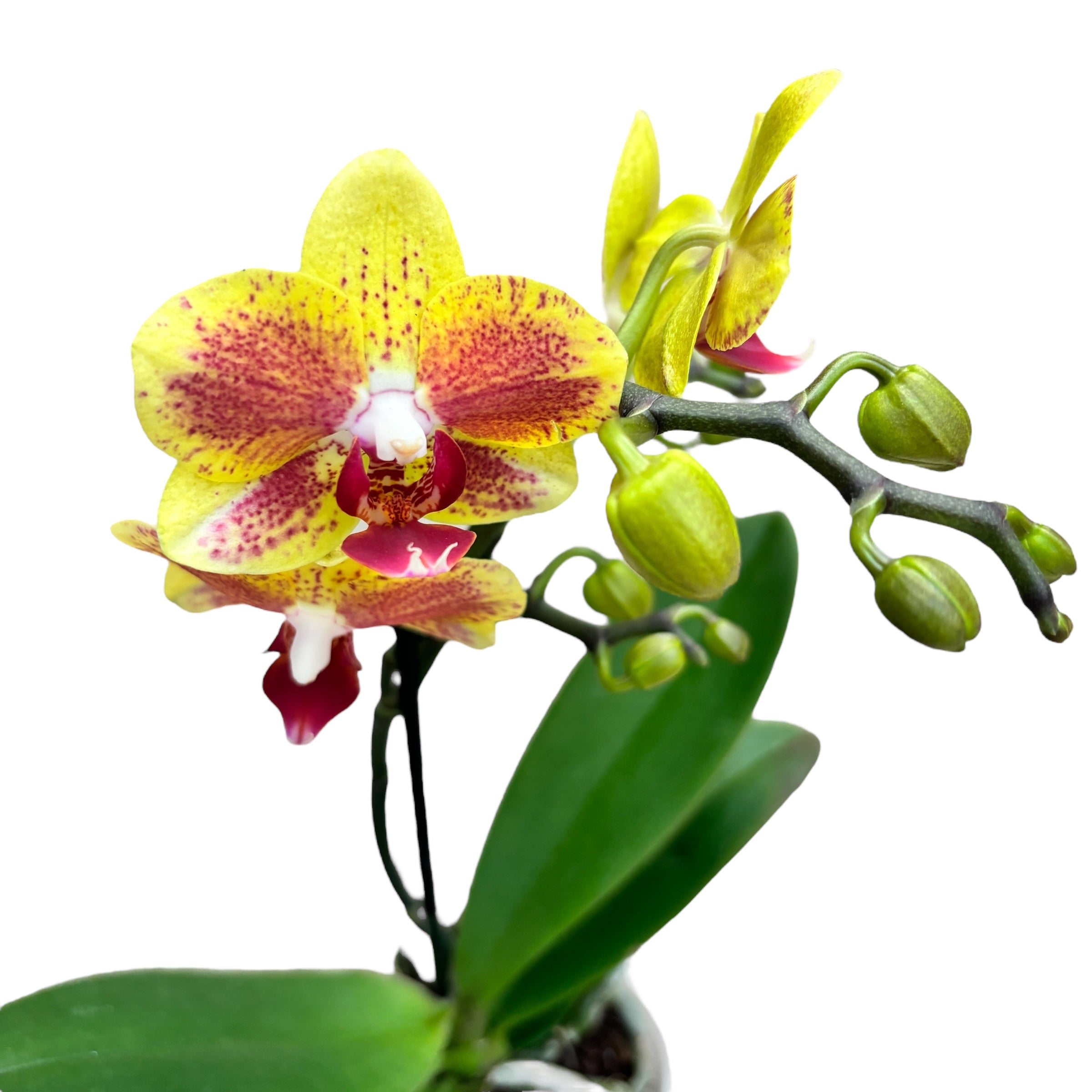 Phalaenopsis « Limited #65 »
