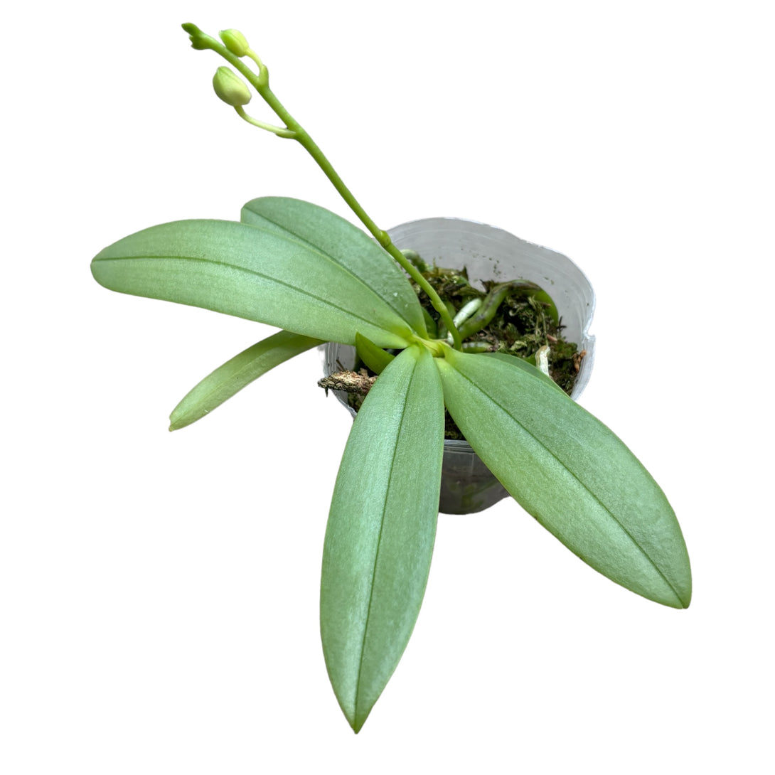 Phalaenopsis Su's Glad Kid 'Blue' (silver leaves) * parfumata