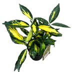 Aucuba japonica 'Picturata' (Fläckig lager) - trädgård