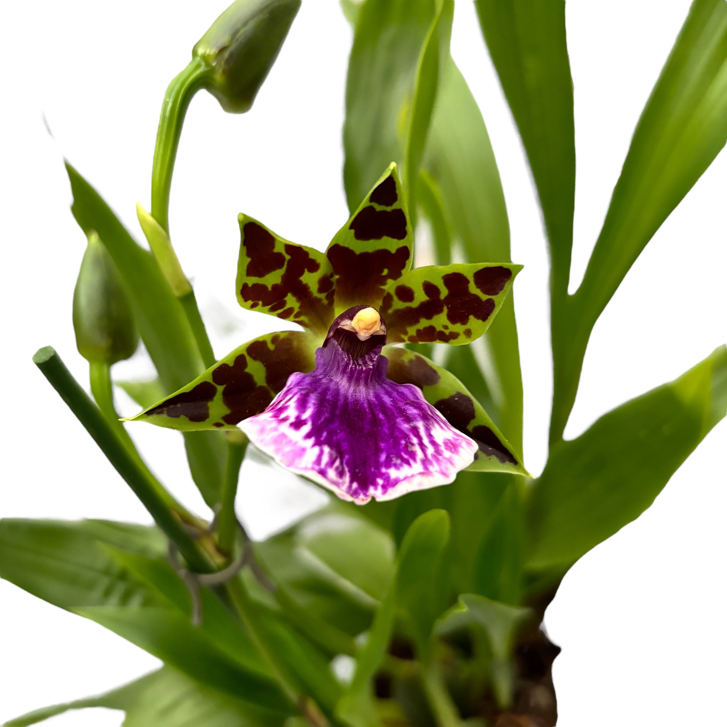 Zygopetalum hibrid - exemplar XL (flori parfumate)